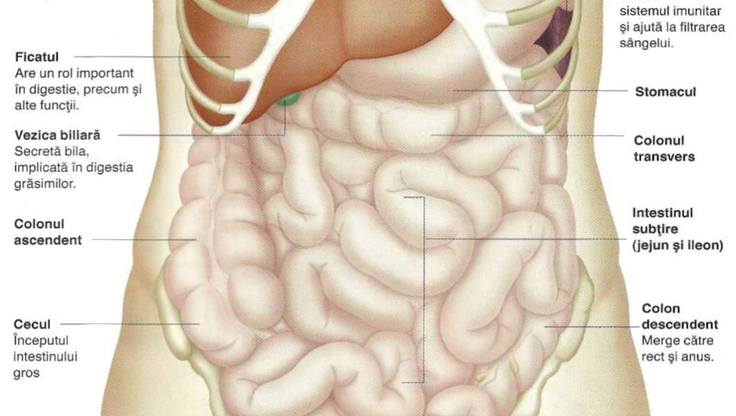 Perete. Peretele abdomenului este împartit în patru parti: un perete anterior, un perete posterior si doi pereti laterali. Acesti pereti sunt formati în special din straturi musculare. Pe aspectul anterior al abdomenului si la linia mediana se afla buricul, cicatricea lasata de caderea cordonului ombilical.  Cavitatea abdominala. Situata între diafragma si deschiderea superioara a pelvisului, cavitatea abdominala este partial protejata în partea superioara de colivie si în partea inferioara de pelvisul mare. Contine majoritatea organelor digestive care sunt stomacul, intestinele, ficatul, vezica biliara si pancreasul. De asemenea, contine alte organe, cum ar fi splina si, de asemenea, o parte din sistemul urinar, cum ar fi rinichii si majoritatea ureterelor. Cavitatea este captusita de o membrana, peritoneul, care acopera majoritatea organelor prezente.