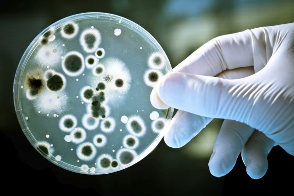 Bacteriile lupta inteligent cu antibioticele