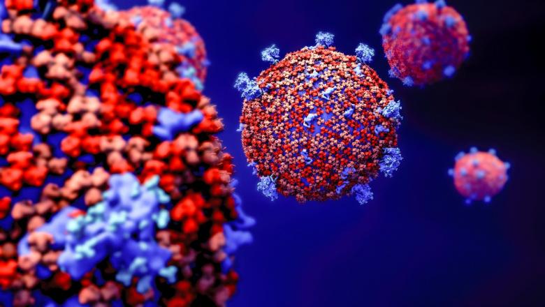 Celule umane cele mai vulnerabile la coronavirus