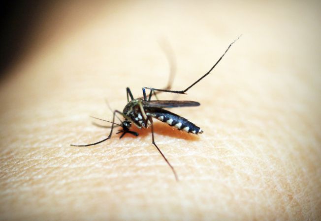 febra-Dengue-13720