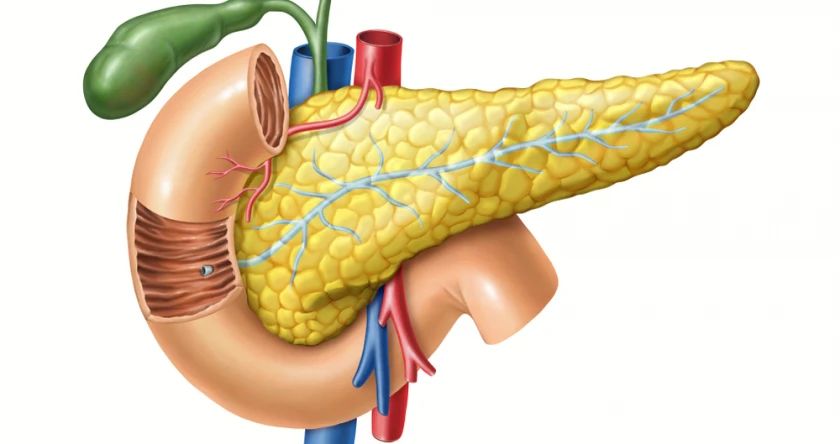 pancreas