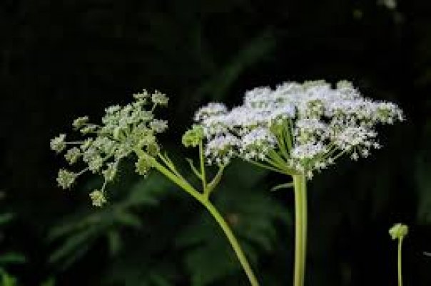 Planta folosita in homeopatie pentru tratamentul reumatismului
